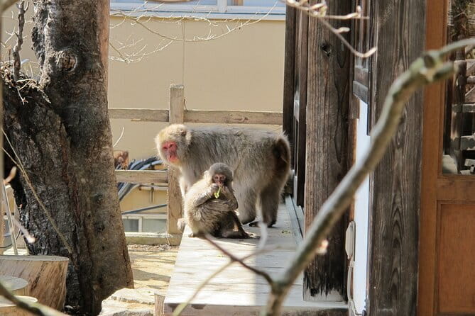Snow Monkey & Shibu Onsen Private Tour (Nagano, Nozawa, Myoko) - The early walk to Jigokudani Snow Monkey Park