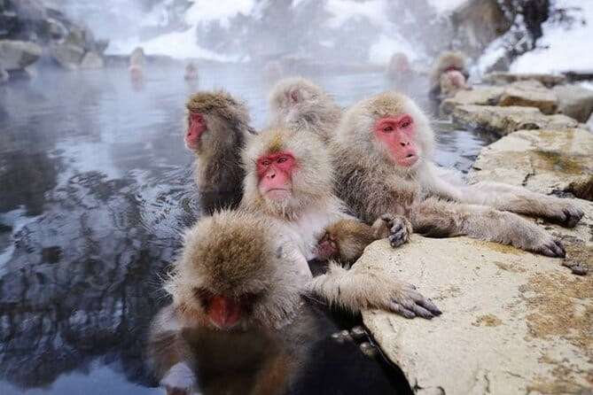 Snow Monkey & Shibu Onsen Private Tour (Nagano, Nozawa, Myoko) - What the private transport changes