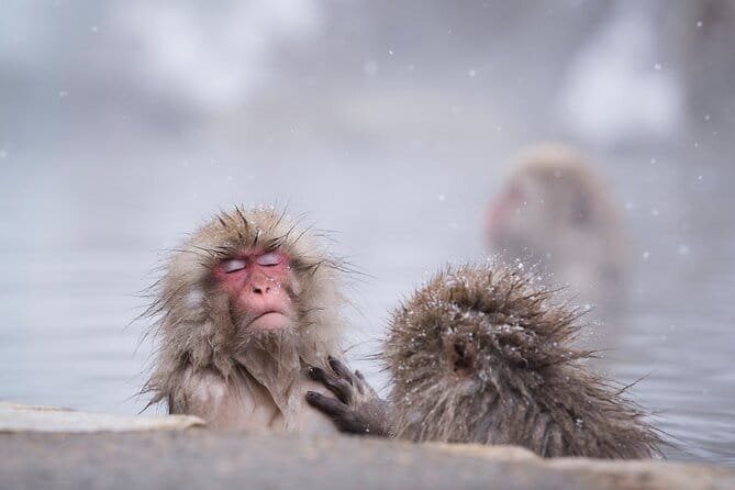 Snow Monkey & Shibu Onsen Private Tour (Nagano, Nozawa, Myoko) - Is $635.15 good value for your group?