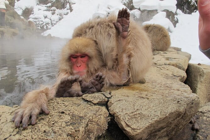 Snow Monkey & Shibu Onsen Private Tour (Nagano, Nozawa, Myoko) - Tamamura Honten and a taste of local brewing