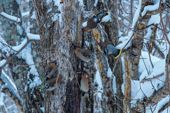 Snowshoe Adventures and Onsen Bliss Winter Escape in Furano - Guide support in a small group