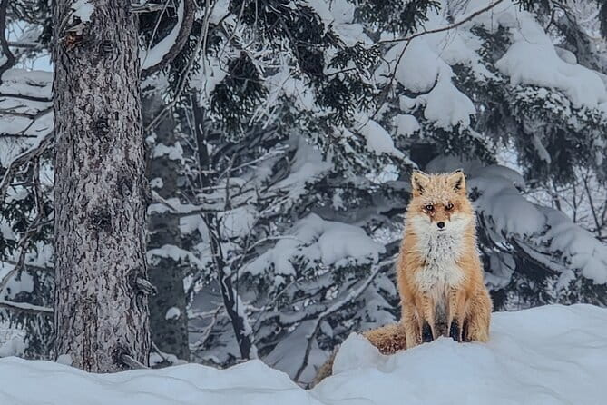 Snowshoe Adventures and Onsen Bliss Winter Escape in Furano - One hour among Ezomatsu and Nanakamado