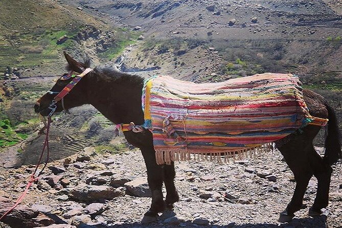 Special Excursion & Lunch at Kasbah Du Toubkal INCLUDING Mule Ride and Hammam - How the day is paced