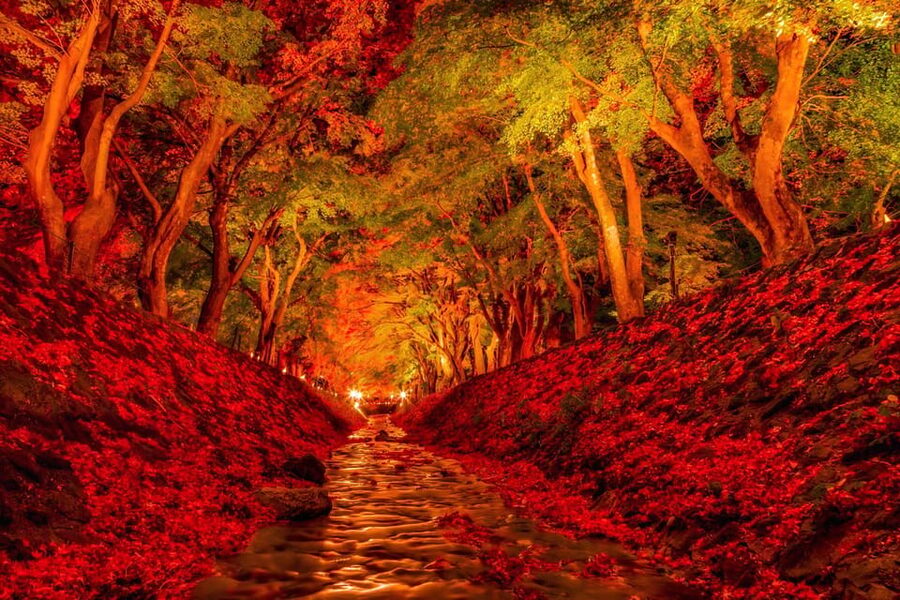 Tokyo: Mt Fuji Lake Kawaguchi & Yamanaka Hot Spring Day Tour - Who should choose this day trip?