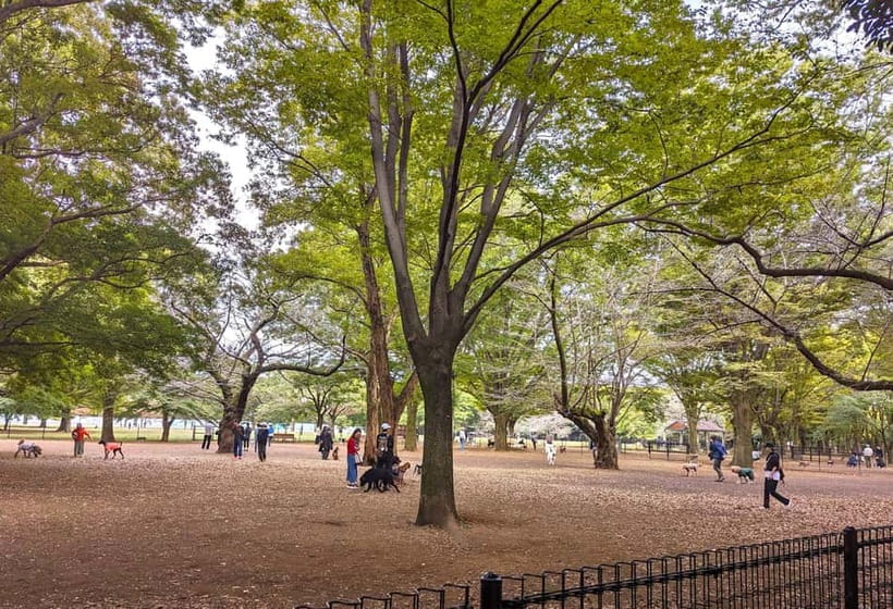Tokyo: Private Morning Run with Sento Bath Experience - The 10K route is private, not competitive