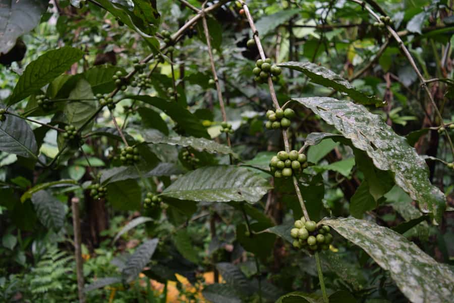 Ubud & Volcano Hot Springs Tours - Coffee, expensive beans, and the Bali Temen stop