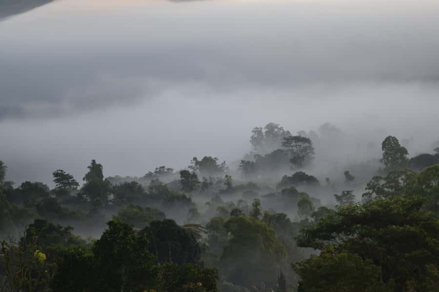 Ubud & Volcano Hot Springs Tours - Tegalalang Rice Terrace and Bali’s farming tradition