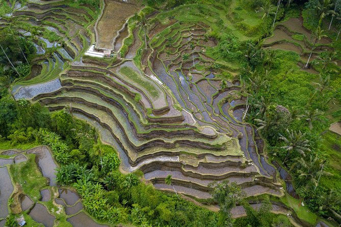 Ubud Volcano Lake and Natural Hot Spring Tour - Tirta Empul Temple and the holy water ritual