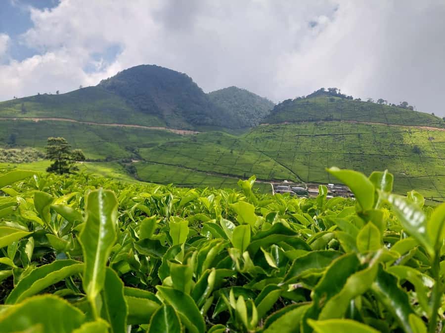 Volcano, Hot Spring, Mud Bath & Tea plantation all included - Why this Bandung day trip works