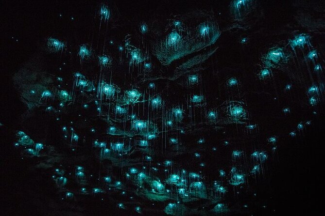 Waitomo Glow Worm Caves & Te Puia - Rotorua's Geothermal Valley - Inside the Waitomo Glow Worm Caves