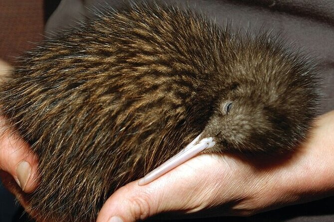 Waitomo Glow Worm Caves & Te Puia - Rotorua's Geothermal Valley - Carving, weaving, and kiwi viewing