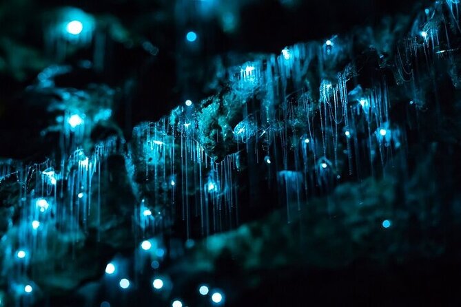 Waitomo Glow Worm Caves & Te Puia - Rotorua's Geothermal Valley - The road south through Waikato