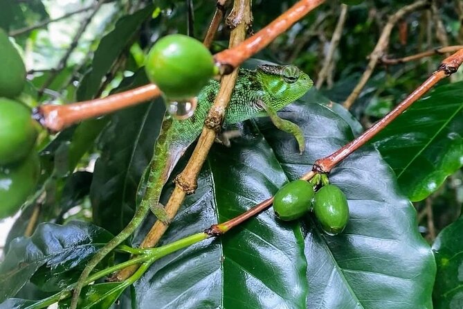 Waterfall, coffee tour & hot springs - lunch and drinks included - Cooling off at Kikuletwa Hot Springs