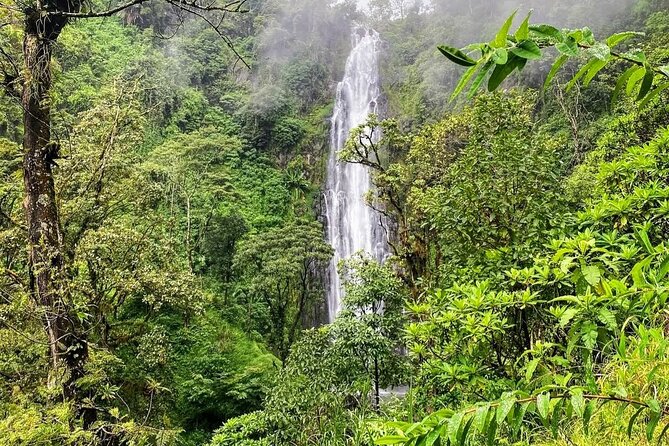 Waterfall, coffee tour & hot springs - lunch and drinks included - Food, drinks, transport, and value at $99