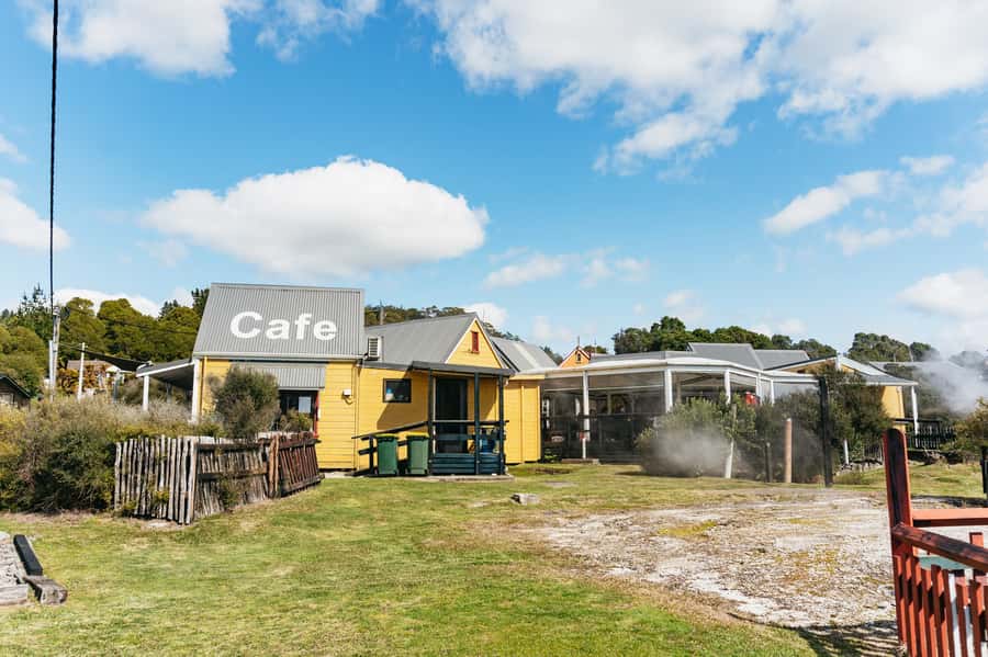 Whakarewarewa: Self-Guided Geothermal Trails - Manuka, ferns, and useful native plants