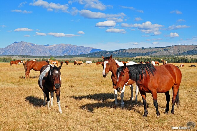 Yellowstone, Grand Teton, and Hot Springs: Small Group 5-Day Tour - Days 2 and 3: Yellowstone’s geothermal heart
