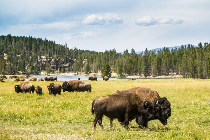Yellowstone Lower Loop Tour | Wildlife & Hot Springs | PRIVATE - Why this private Yellowstone tour earns attention