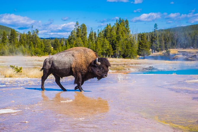 Yellowstone Lower Loop Tour | Wildlife & Hot Springs | PRIVATE - An early start from West Yellowstone