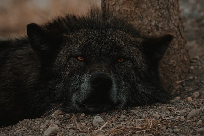 Yellowstone Lower Loop Tour | Wildlife & Hot Springs | PRIVATE - The Grand Canyon of the Yellowstone