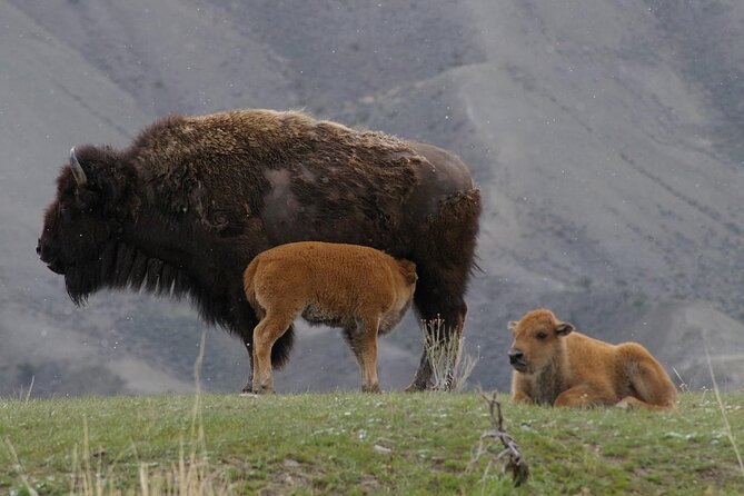 Yellowstone Lower Loop Tour | Wildlife & Hot Springs | PRIVATE - Firehole Canyon and the warm swimming area