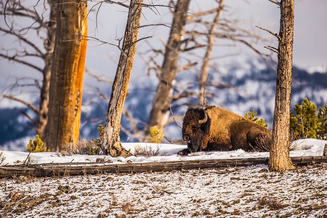 Yellowstone Lower Loop Tour | Wildlife & Hot Springs | PRIVATE - Grand Prismatic Spring from two angles