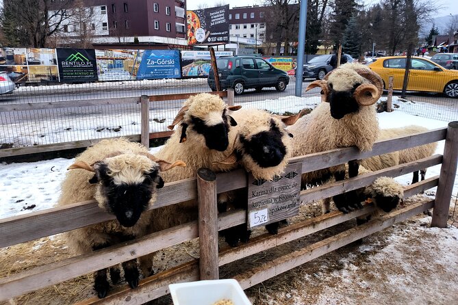 Zakopane Private day trip from Krakow with Hot Springs, cable Car - Wielka Krokiew and the ski-jumping tradition