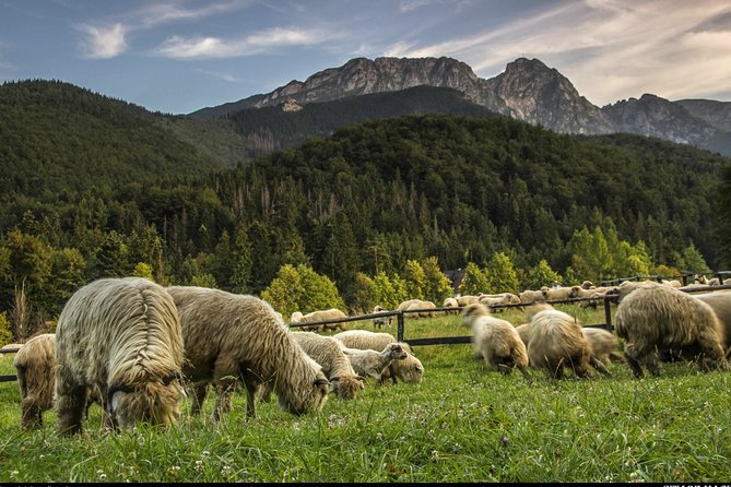 Zakopane & Thermal Springs: Private Tour - How the private format changes the day